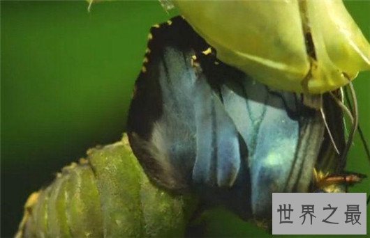 世界上最大的蝴蝶，蓝默蝶翅膀上带虹彩美翻众人