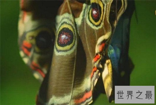 世界上最大的蝴蝶，蓝默蝶翅膀上带虹彩美翻众人
