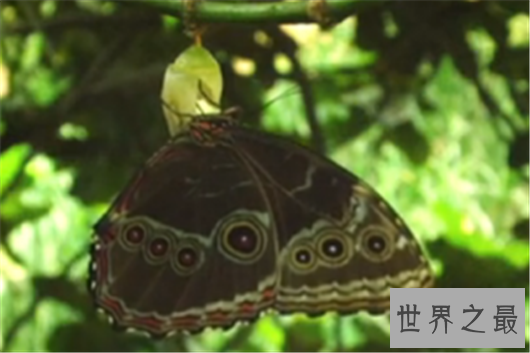 世界上最大的蝴蝶，蓝默蝶翅膀上带虹彩美翻众人