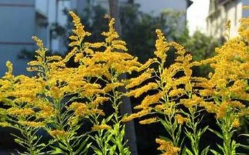 浙江婚假是3天还是15天   浙江婚假多少天