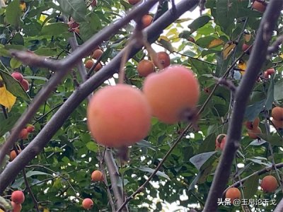 ​石字旁加个乐（石字旁加乐念什么）