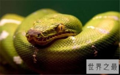 ​世界上最大的蛇Top10,竟然可以吞下一直幼年大象