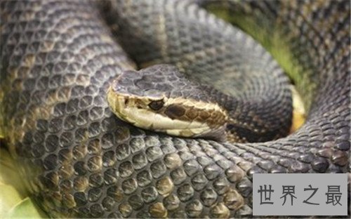 世界上最大的蛇Top10,竟然可以吞下一直幼年大象