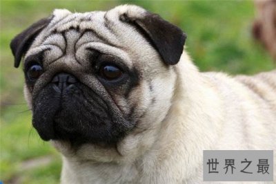 ​世界上最忧伤的狗，把悲伤写在了脸上