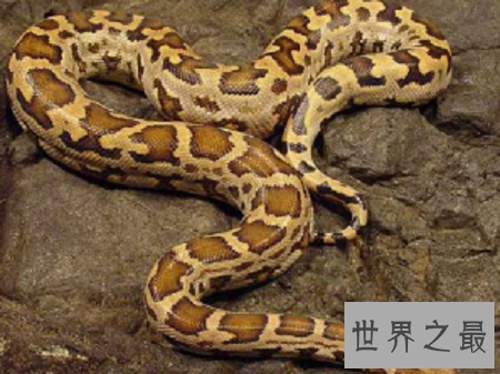 世界上最长的蛇排行榜，最长的竟然这么长？