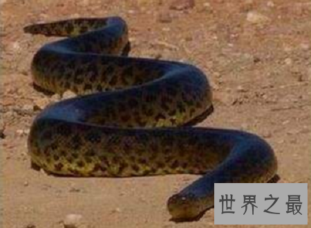 世界上最长的蛇排行榜，最长的竟然这么长？