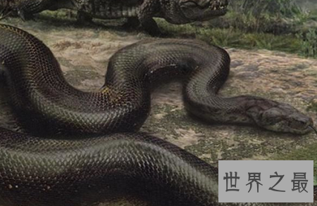 世界上最长的蛇排行榜，最长的竟然这么长？