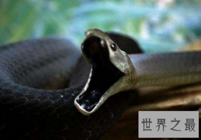 ​世界上最长的蛇排行榜，最长的竟然这么长？