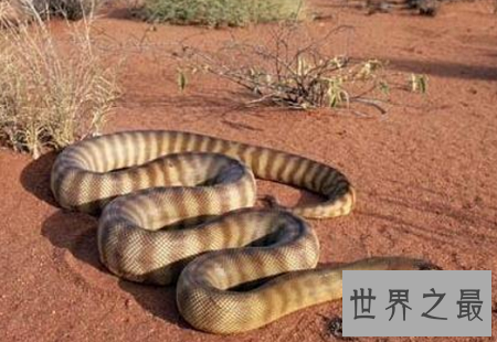 世界上最长的蛇排行榜，最长的竟然这么长？