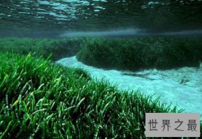 ​世界上寿命最长10大植物，波西多尼亚海草可活10万年！