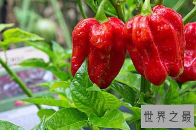 ​世界上最辣的辣椒TOP10，最后一个曾经辣死过人！