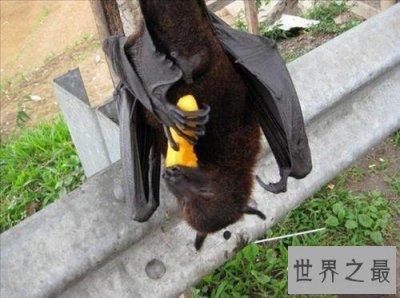 ​世界上最大的蝙蝠，展开翅膀比人都长