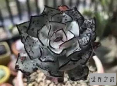 ​十大最贵多肉，不管喜不喜欢，养不养主要还是钱说了算！