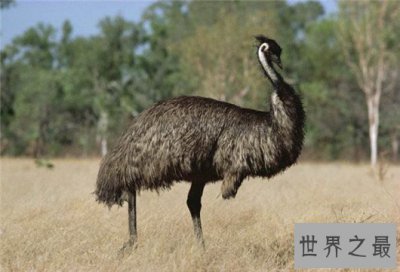 ​世界上最大的鸟，象鸟可达4.5米，体重过半吨