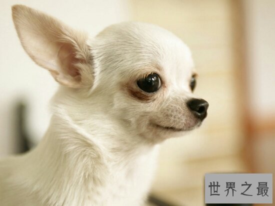 世界最小狗，吉娃娃好看，但是极难养活！