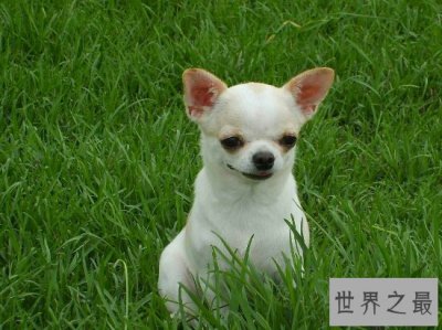 ​世界最小狗，吉娃娃好看，但是极难养活！