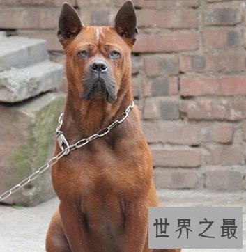 看似憨厚笨重实则机灵敏捷的川东猎犬是什么样的