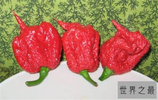 卡罗来纳死神是一种辣椒，食用后能把人辣晕倒
