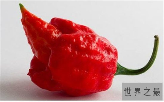 卡罗来纳死神是一种辣椒，食用后能把人辣晕倒