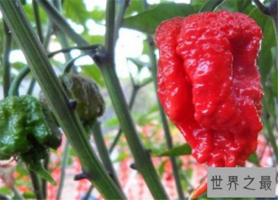 ​卡罗来纳死神是一种辣椒，食用后能把人辣晕倒