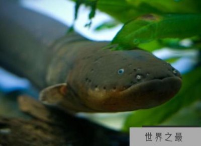 ​世界上最危险的鱼类TOP10 似鲭水狼脂鲤排在第一