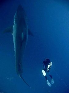 ​盘点: 海洋里最恐怖危险的生物