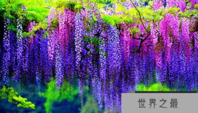 ​世界上最有毒的十种植物,念珠豌豆,可以杀死人类
