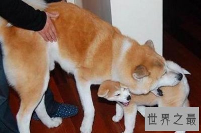 ​秋田犬价格大起底，纯种秋田犬价格大盘点！