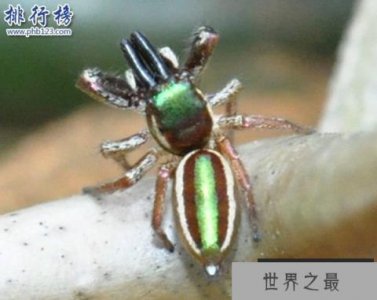 ​世界十大奇怪蜘蛛，腹部有笑脸的蜘蛛你见过吗