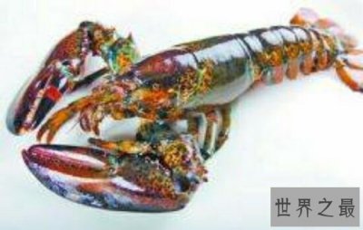 ​世界最大龙虾，让人看到都垂涎欲滴。