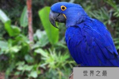 ​世界上最大的鹦鹉：紫蓝金刚鹦鹉体长可达1米