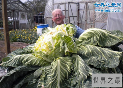 ​世界上最大的花菜，英国老汉种出54斤超级大花菜