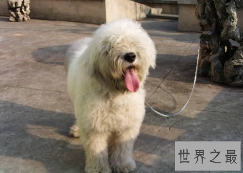 英国古代牧羊犬如何选购，行家挑选技巧大分享！