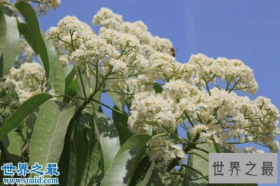 ​世界上能发出精液味道的花，石楠花(精子味满天飞)