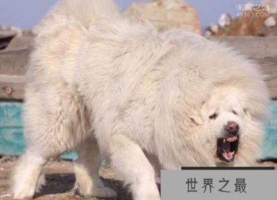 ​稀有藏獒神秘海蓝兽，皮毛泛光似移动的冰山(真实存在)