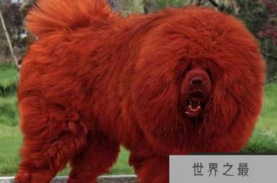 ​海蓝兽存在吗？藏獒中比较难见的几种形态