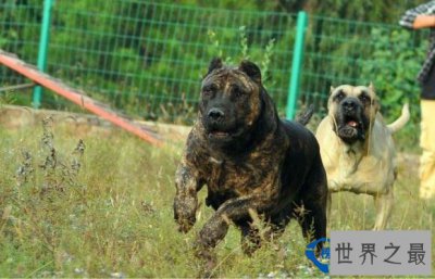 ​世界十大禁养猛犬排行榜 藏獒只能排第五