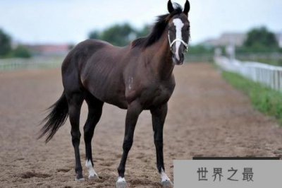 ​世界上最昂贵的宠物，一匹纯血马6400万美元
