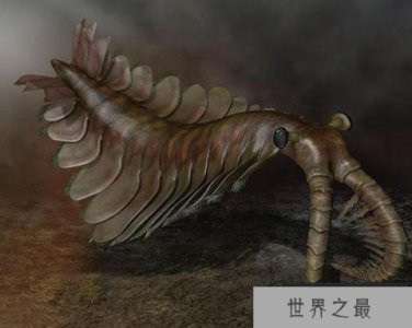 ​远古海洋三大霸主：奇虾身长达两米多