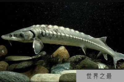 ​生长速度最快的鲟鱼，欧洲鲟体长可达6米