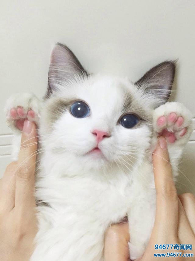世界最萌宠物猫排名，是你家九分之一么？