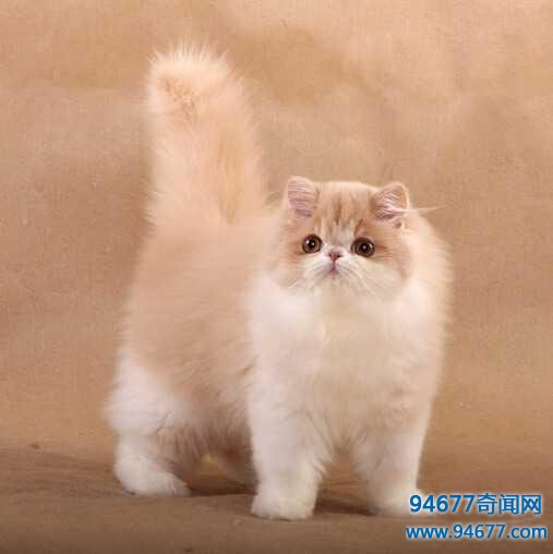 世界最萌宠物猫排名，是你家九分之一么？