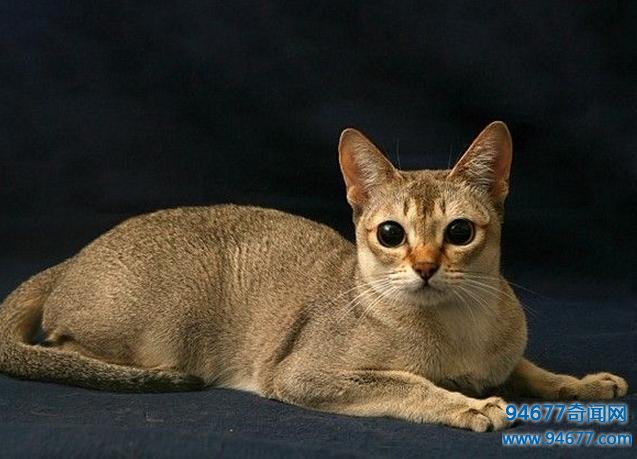 世界最萌宠物猫排名，是你家九分之一么？