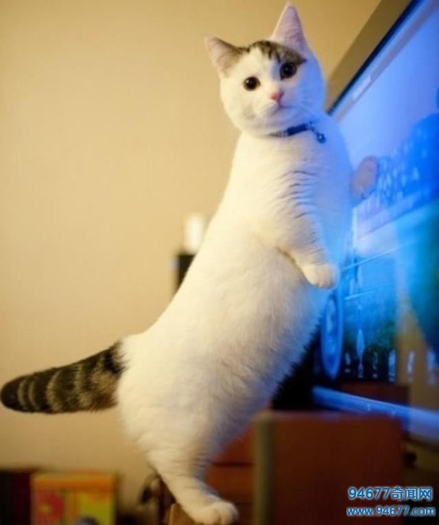 世界最萌宠物猫排名，是你家九分之一么？