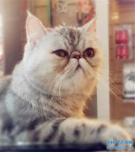 ​世界最萌宠物猫排名，是你家九分之一么？