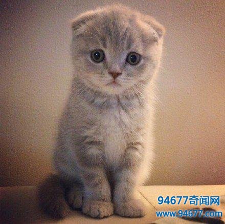 世界最萌宠物猫排名，是你家九分之一么？