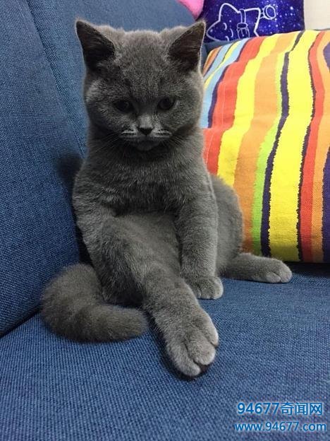 世界最萌宠物猫排名，是你家九分之一么？