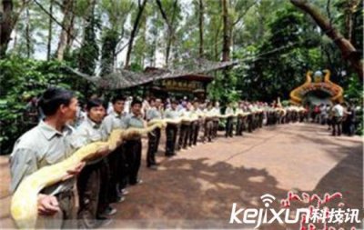 ​世界上最大的蛇，长达97米破世界记录
