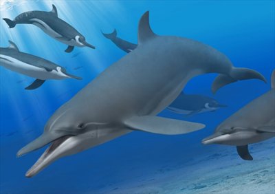 ​世界上最古老的海豚：日本群马县自然史博物馆海豚科头骨化石可追溯至1130万年