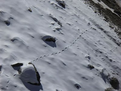 ​登山家Steve Berry称在喜马拉雅山深处发现古老的野兽“夜帝”( yeti)脚印